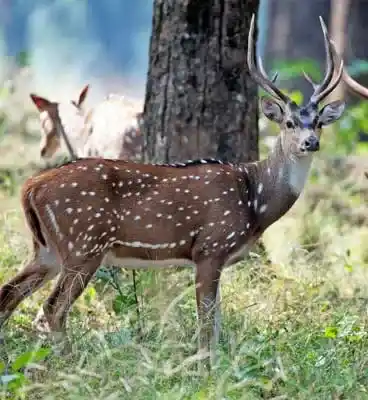 wild Deer
