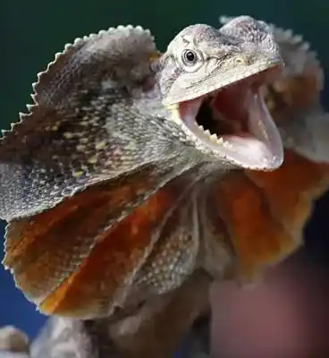 Unique animal Species