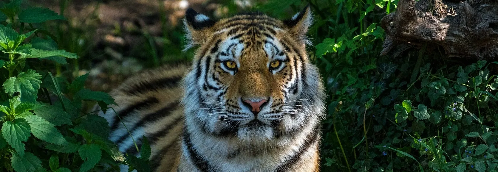 Bandhavgarh National Park