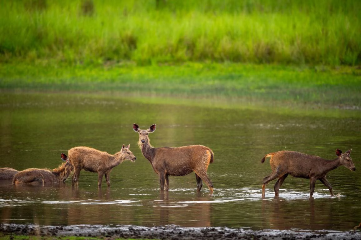 tiger visit bandhavgarh