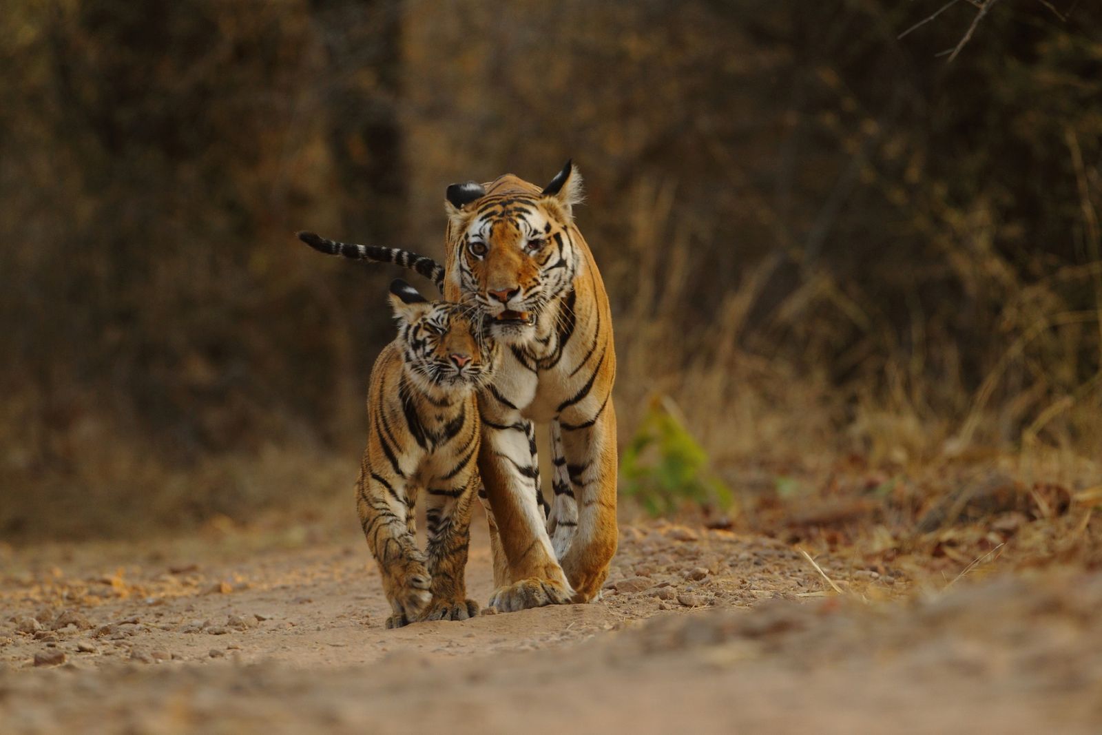 tiger in bandhavgarh