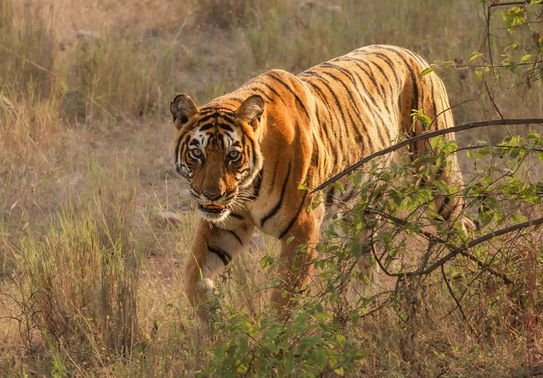 tiger visit bandhavgarh