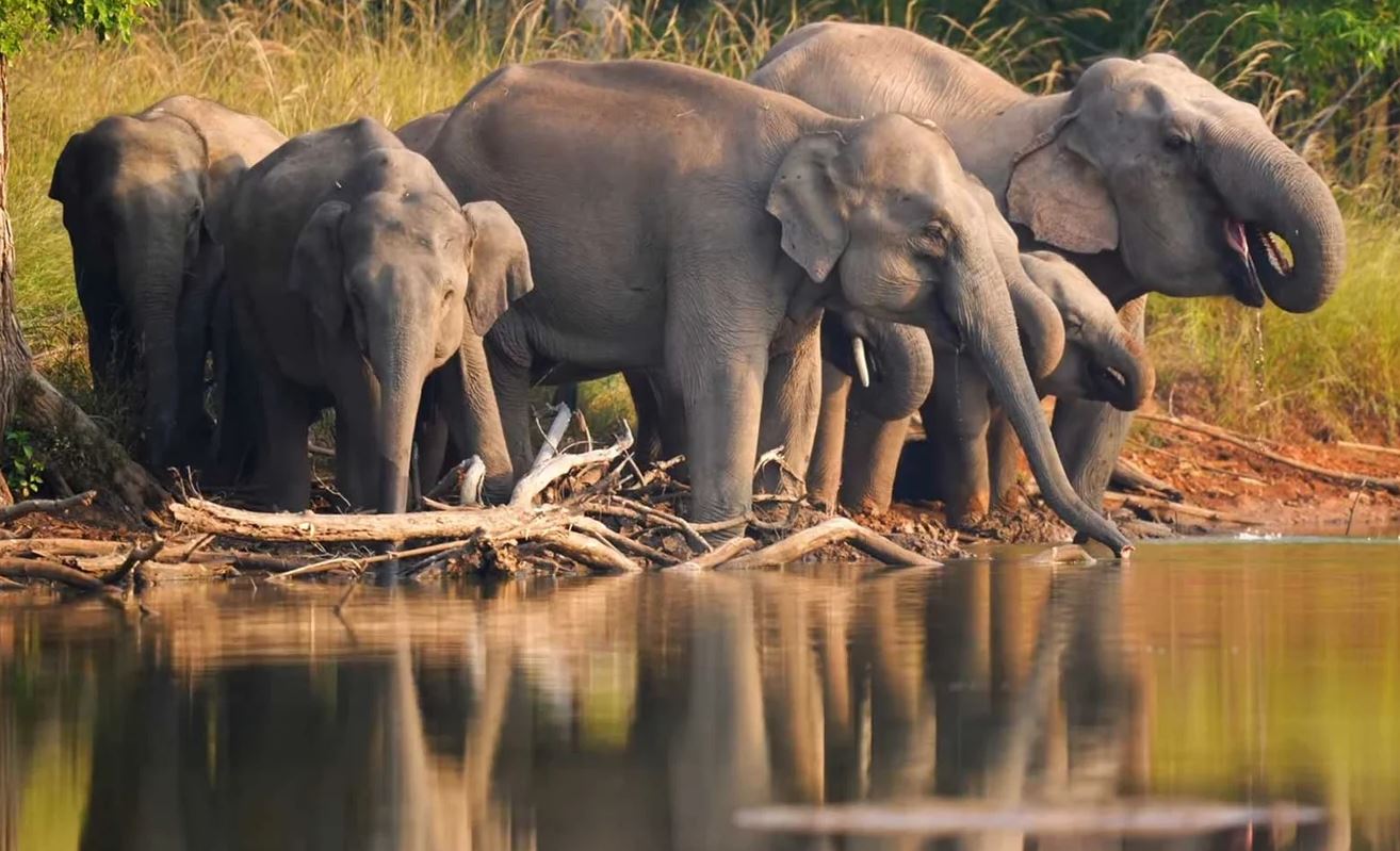 elephants in bandhavgarh