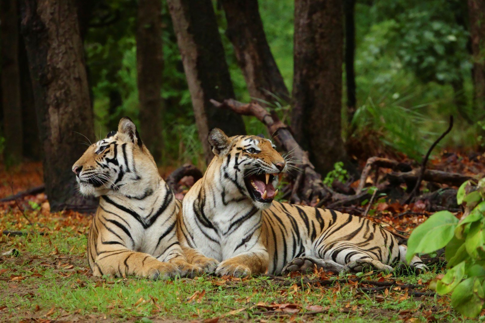 tigers in bandhavgarh safari