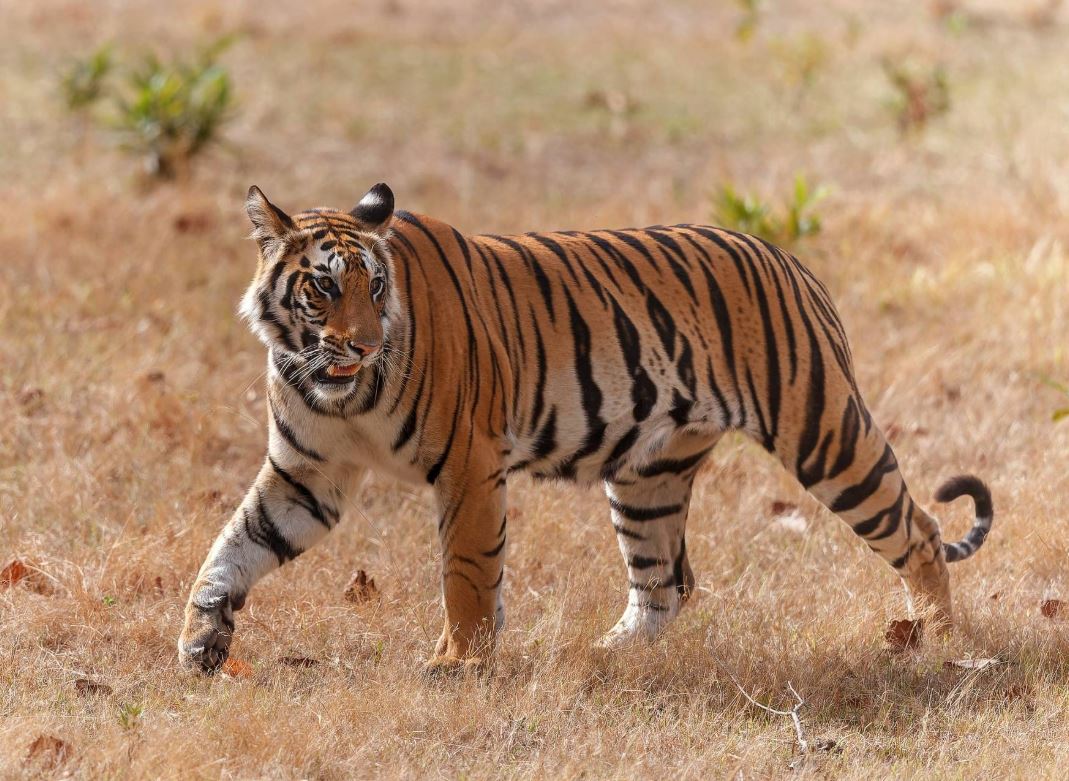 bengal tiger bandhavgarh