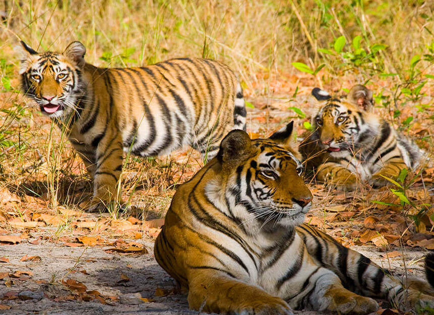 tigers bandhavgarh safari