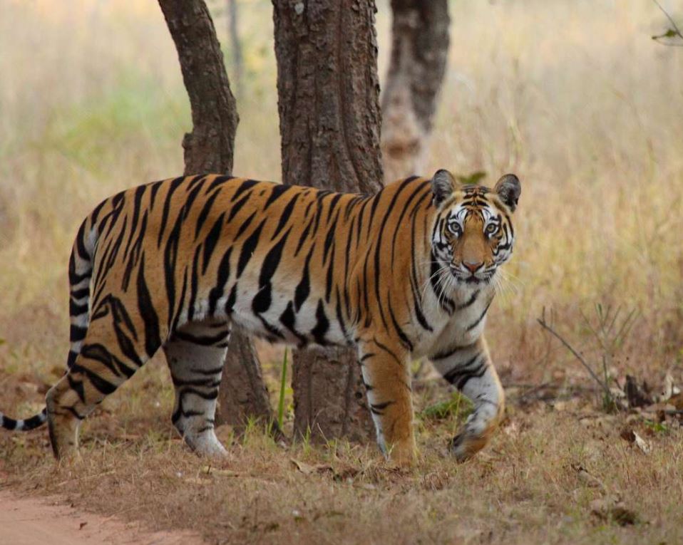 tiger