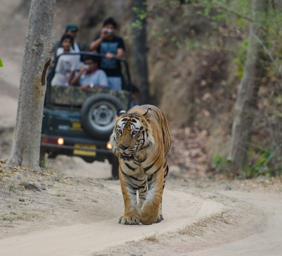 bandhavgarh jungle tiger