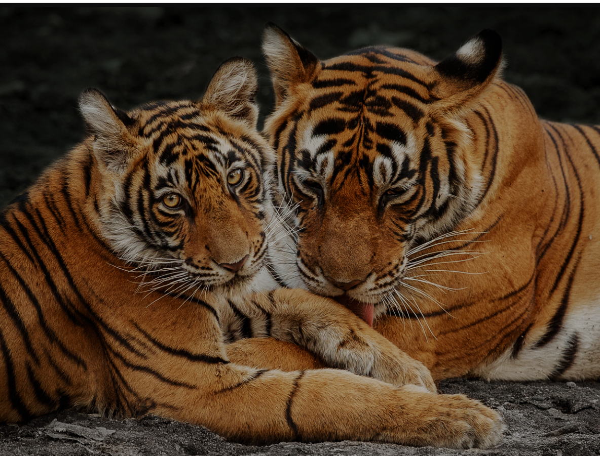 tigers